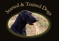 Started and Trained Dogs
